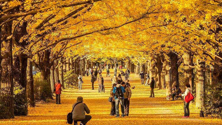 11 best parks, gardens and streets to see the autumn leaves in Tokyo