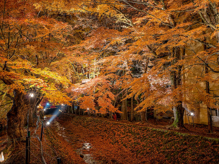 Kawaguchiko is hosting an autumn leaves festival with nighttime illuminations