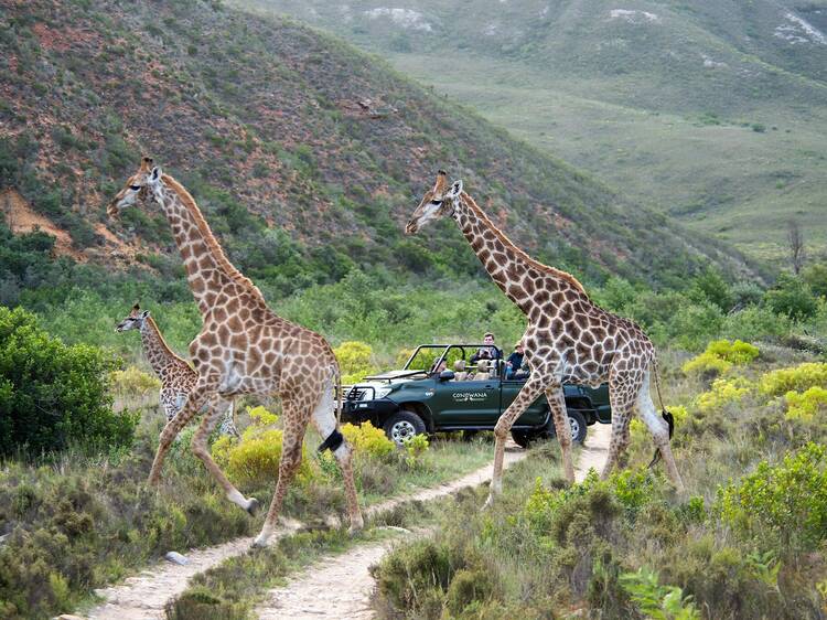 The 8 best safari day trips and weekends from Cape Town