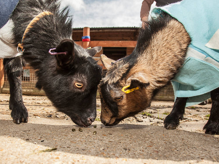 Visit the animals at Spitalfields City Farm