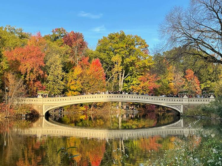 Admire the fall foliage in Central Park