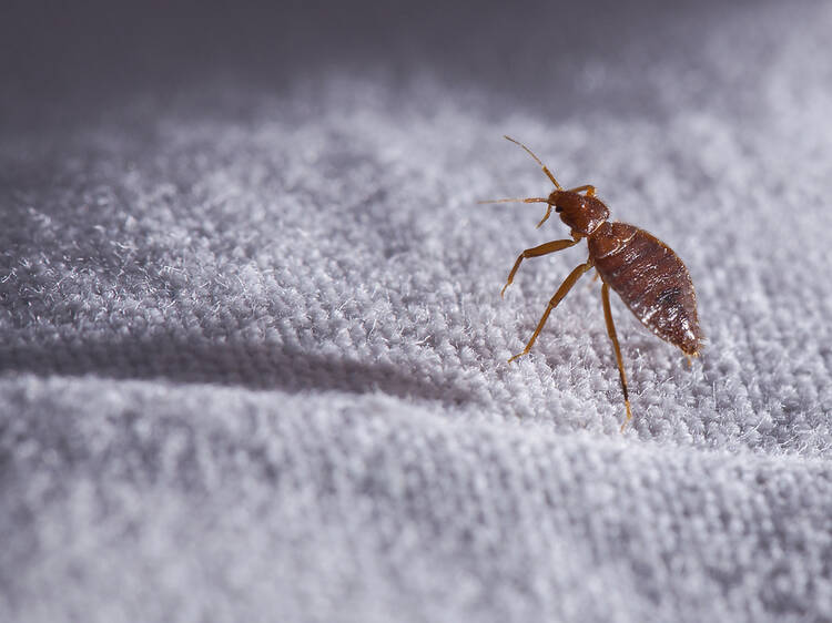 Paris bedbug infestation: how to check if your hotel or Airbnb is affected and what to do next