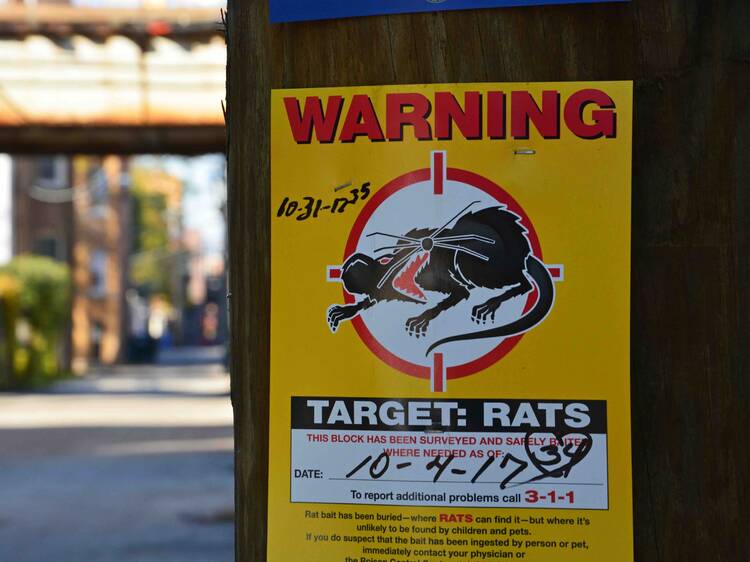 Chicago is the country's rattiest city for a ninth straight year