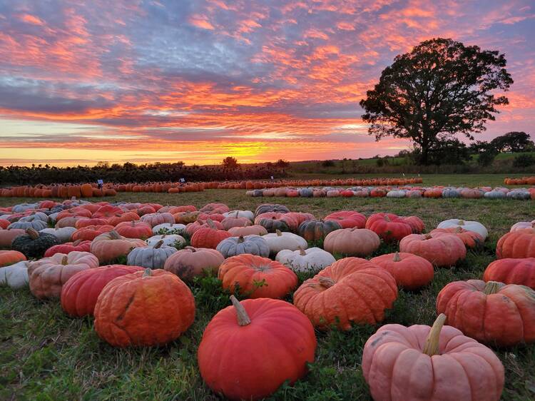 The best pumpkin patches near Chicago