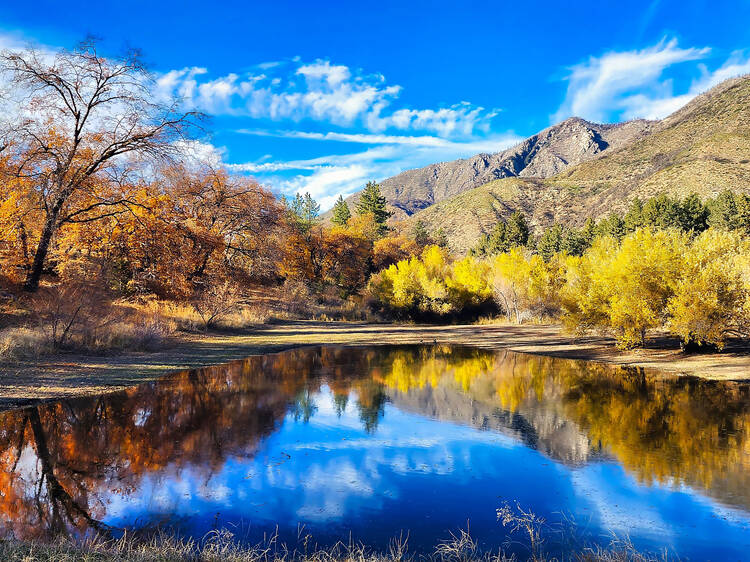 Where to see the best fall foliage around L.A.