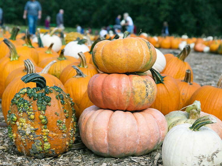 The best pumpkin patches near Boston for fall fun
