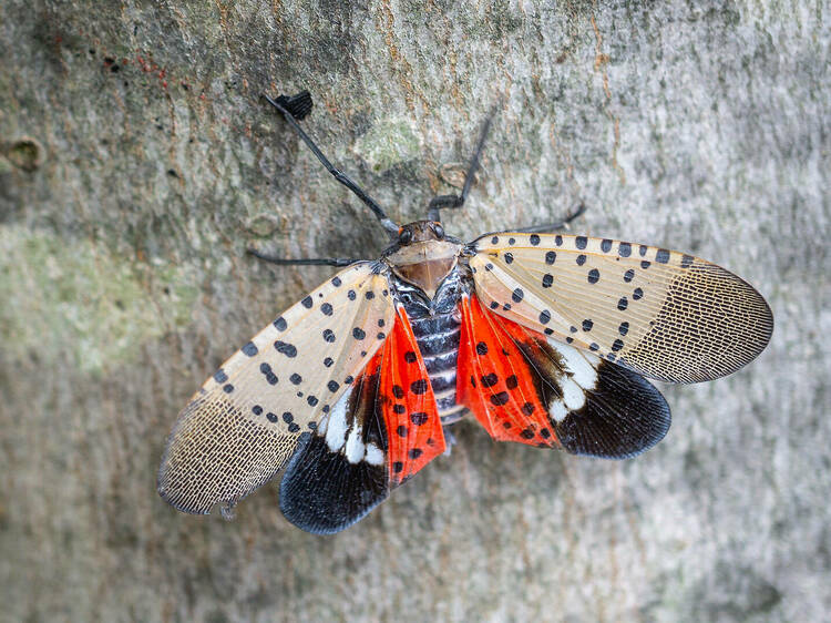 Spotted lanternflies have been spotted near Boston