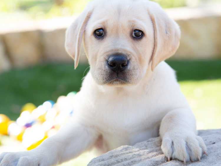 Dream job alert: Guide Dogs NSW are on the hunt for puppy raisers